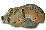 Fossil Mud Lobster (Thalassina) - Gunn Poin, Australia #307791-2